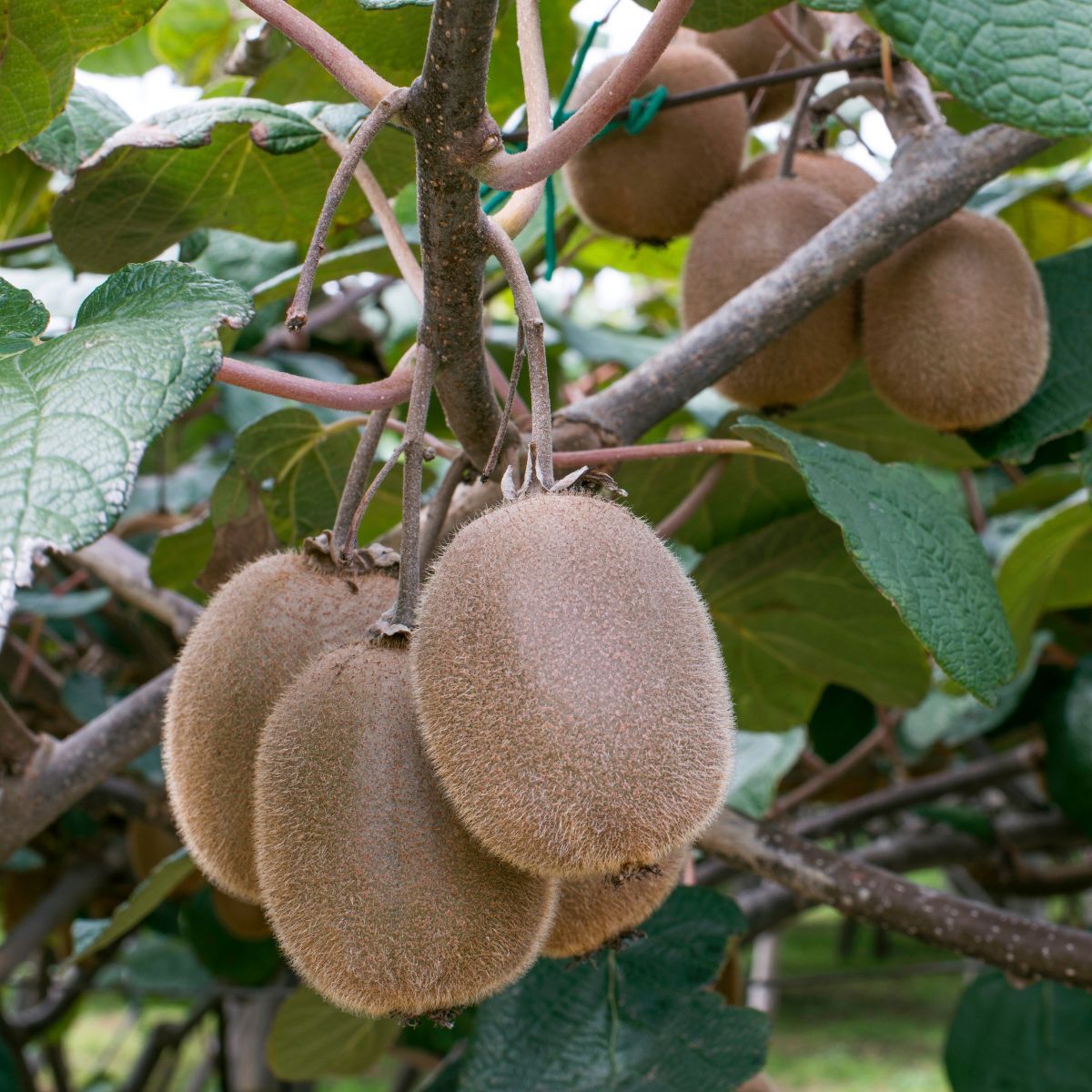 Kiwifruit- Haywood